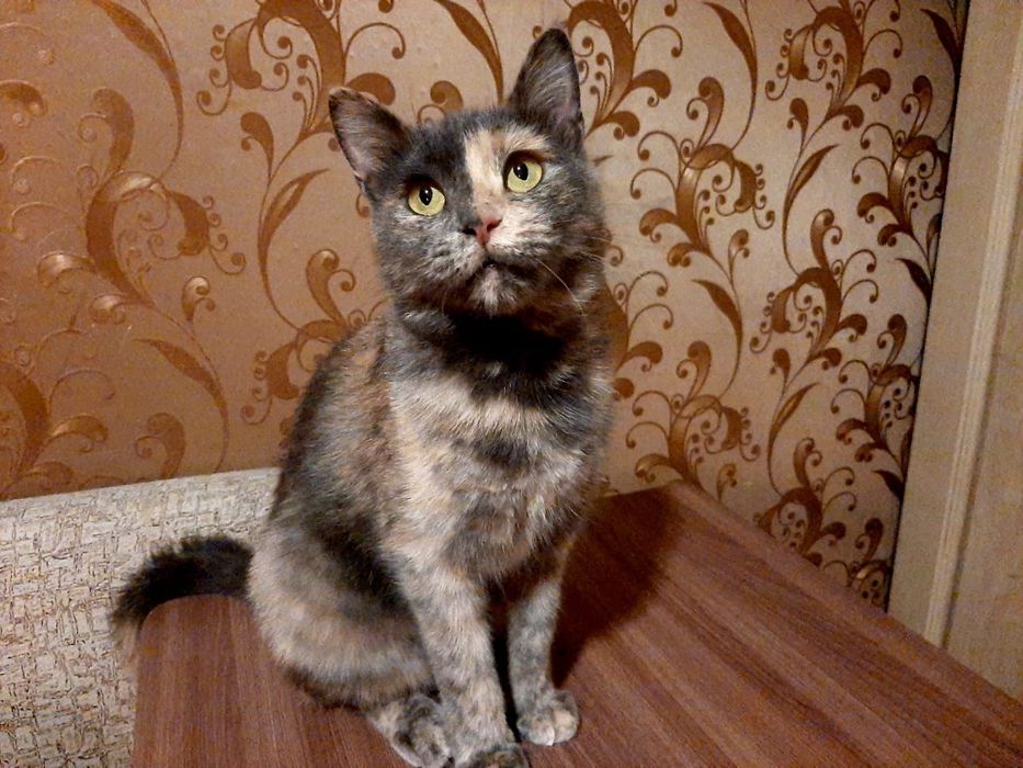 Молодая кошечка в добрые руки