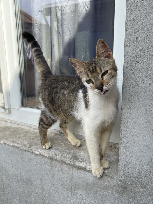 Ofer spre adoptie 4 pisicute si un motan