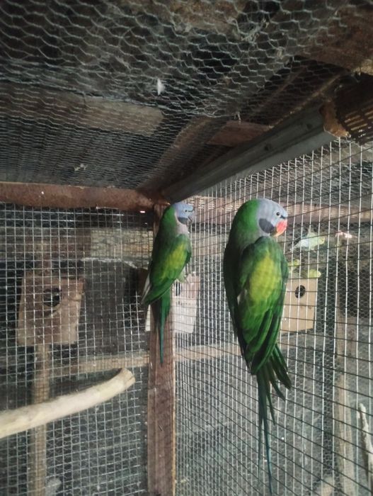 Продават се папагали