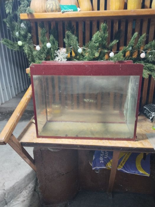 Аквариумистика животные