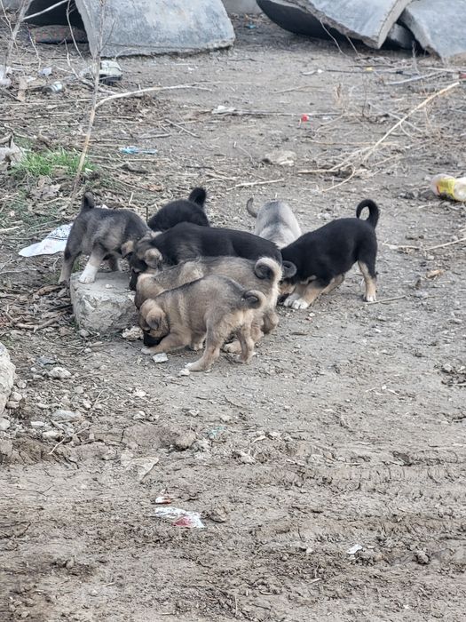 Срочно может кому нибудь нужен щенок.