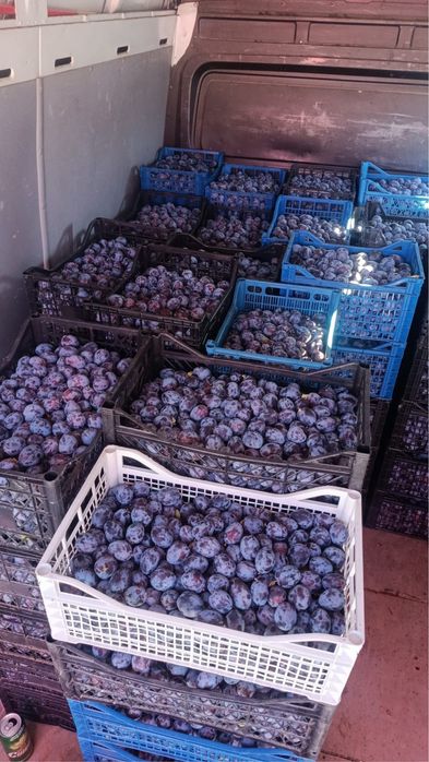 Prune pentru țuică