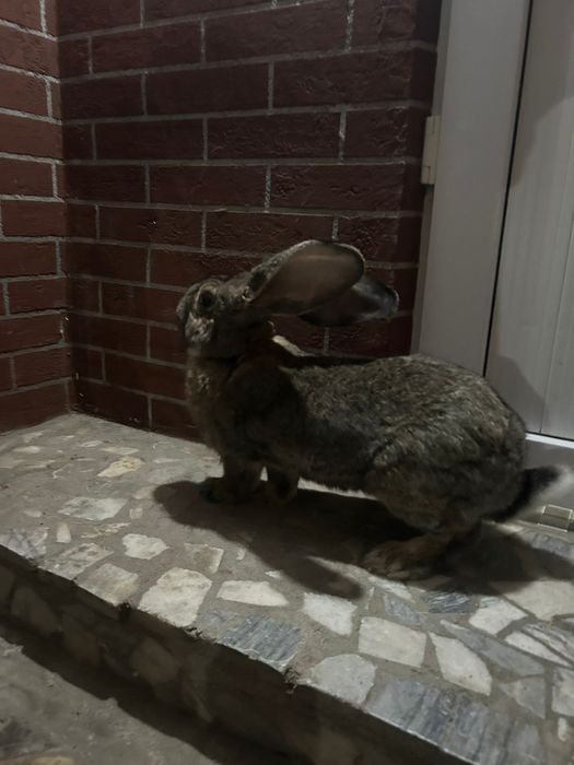 Продам крола Фландер.