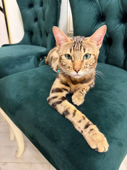 Bengalskiy mushu