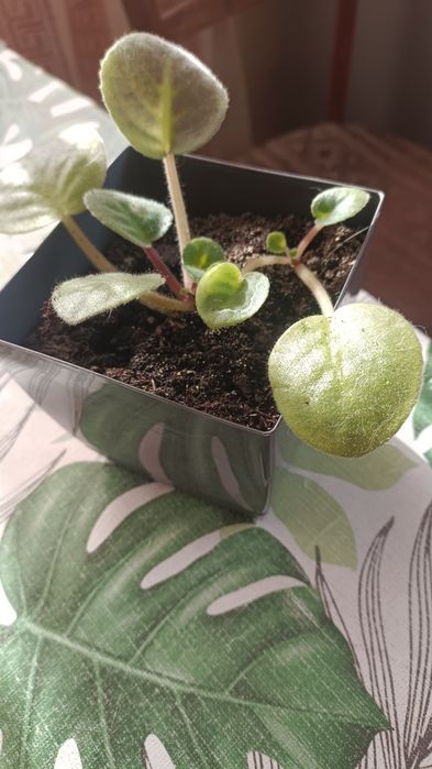 Фиалки комнатные