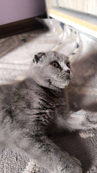 Mushukcha Mimi Scottish fold