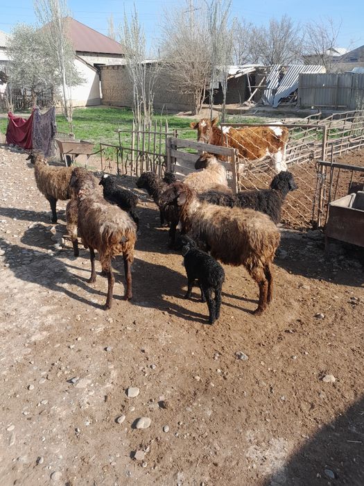 Қозлы қой сатылады