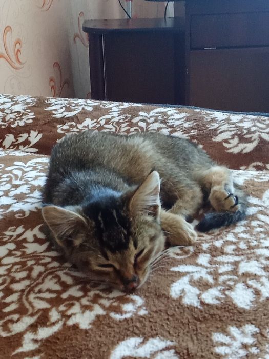 отдам котенка в хорошие руки