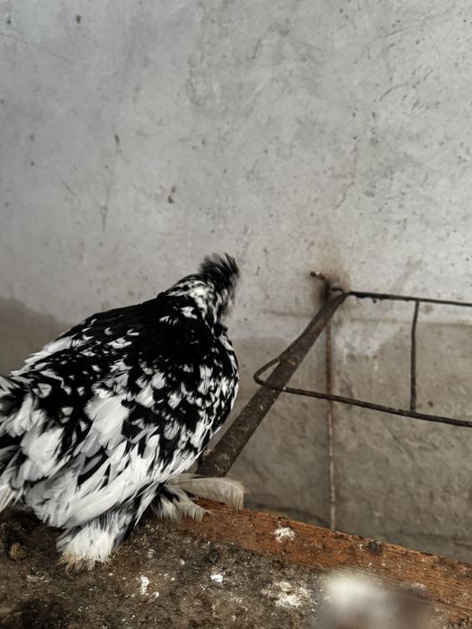 Арзон Товуқлар хар хил турдаги