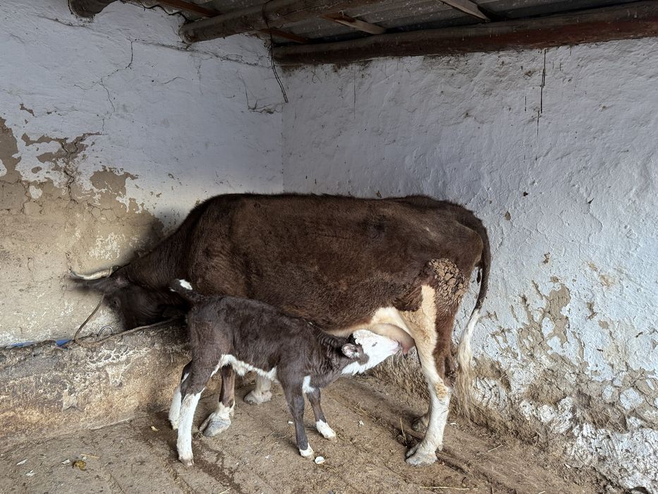 Бұзаулы Сиыр Сатылады