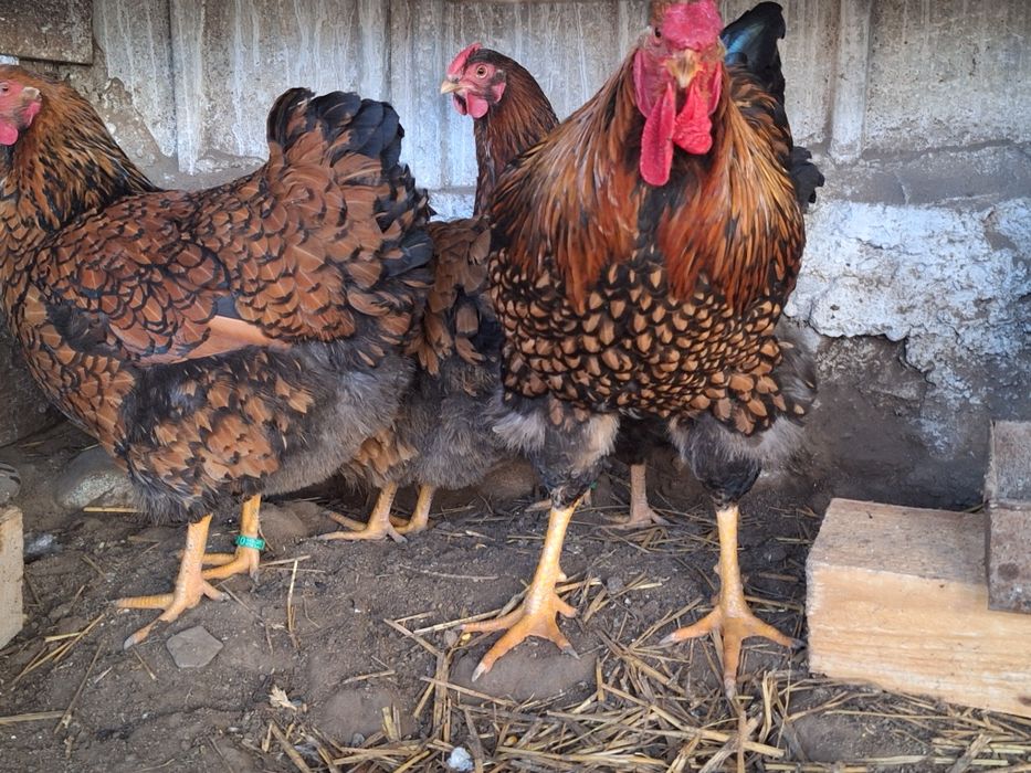 Pui de gaina din rasele:Paduane Chamoise.