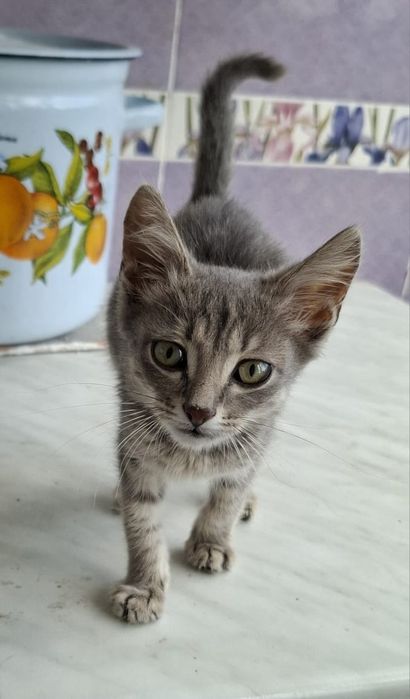 Котенок-мальчик Лёва в добрые руки