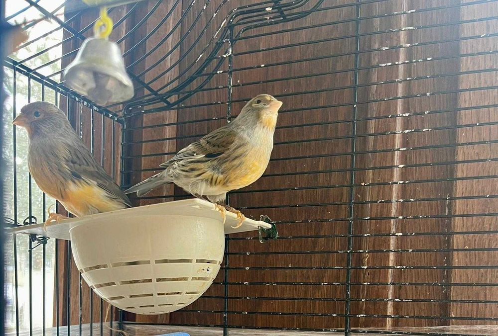 Vând Canari Timbrado