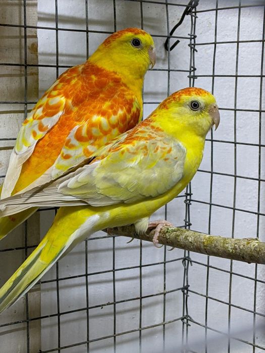 Певчие попугайчики