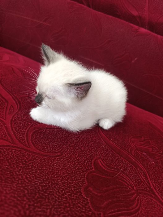 Отдам котёнка в хорошие руки
