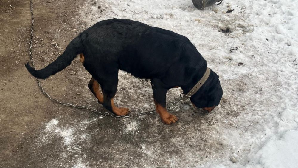 ПРОДАМ! Ротвейлер