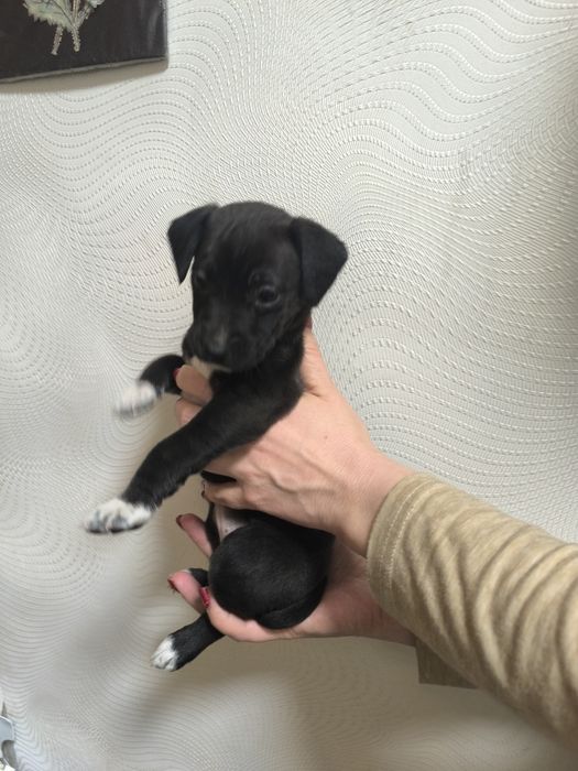 Няшки-неволяшки в хорошие руки