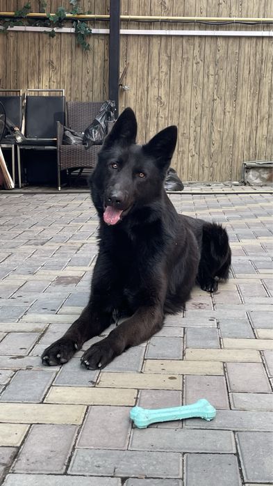 Вязка Случка