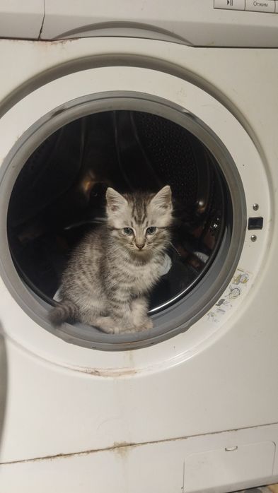 Котята  3месяца , крысоловыв добрые руки