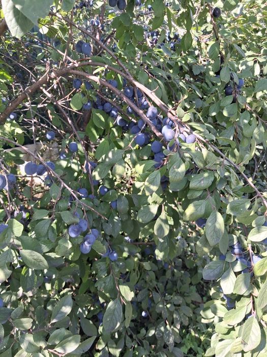 Продам частный дом