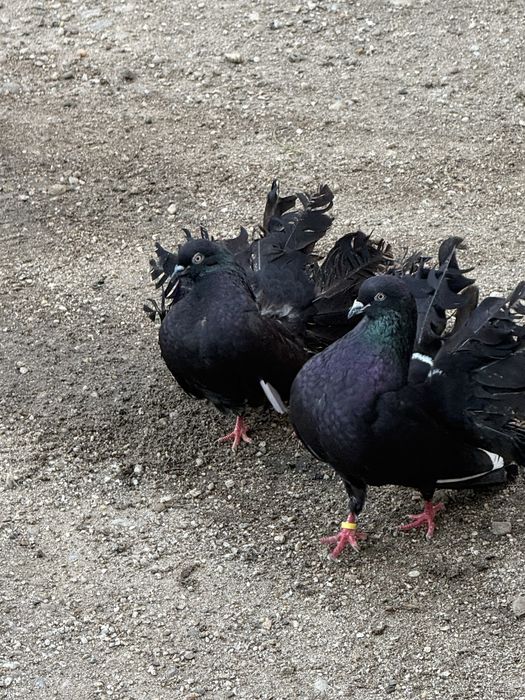 Vand porumbei  voltati