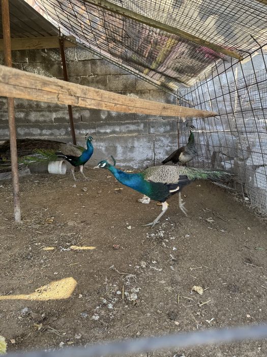 Продам Павлин Индейски