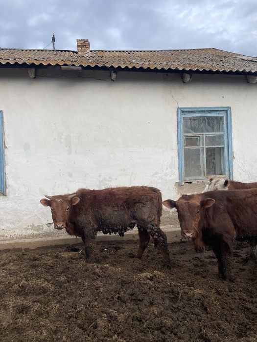 Продаю бычков 1 год