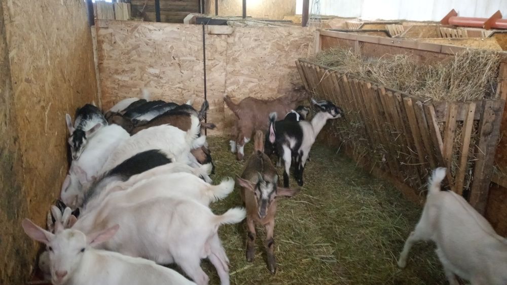 Vând Iezii de tăiat pentru Paște