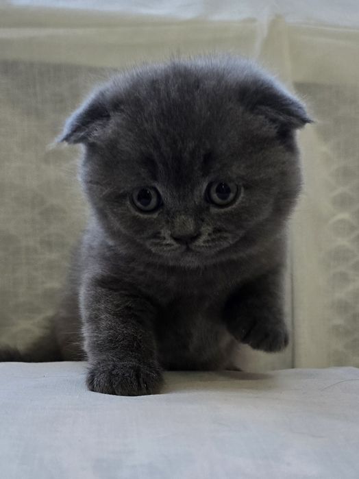 Scottish fold și Scottish straight  blue.