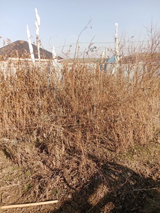 Ремонтатный малина