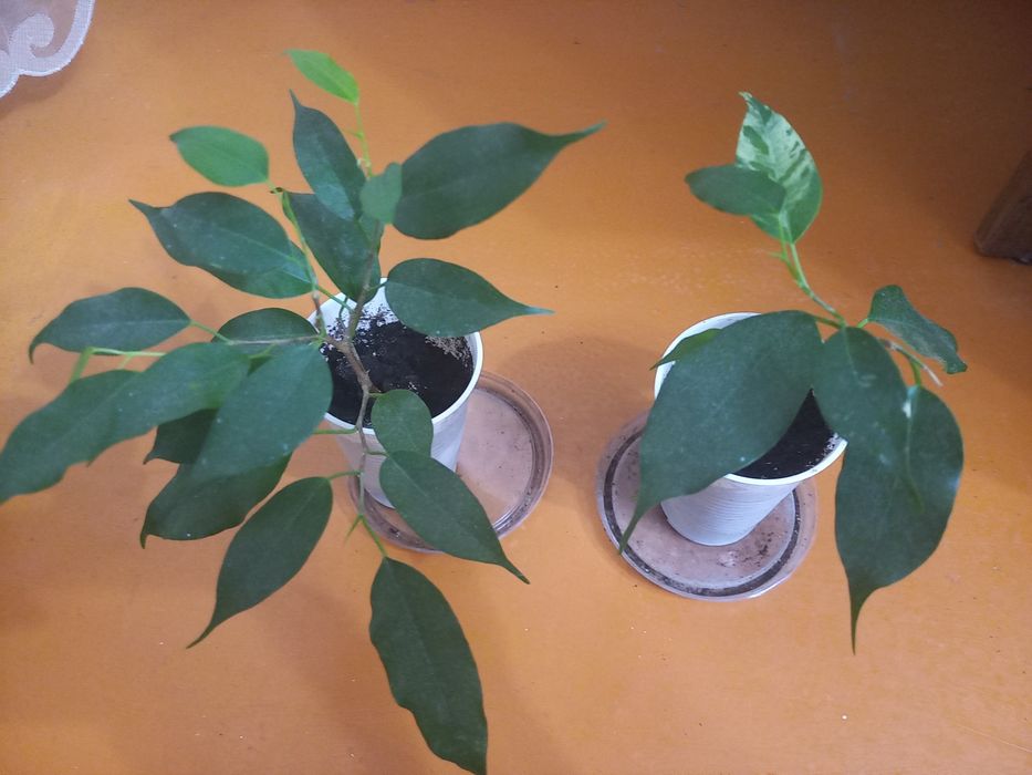 Продам цветы комнатные