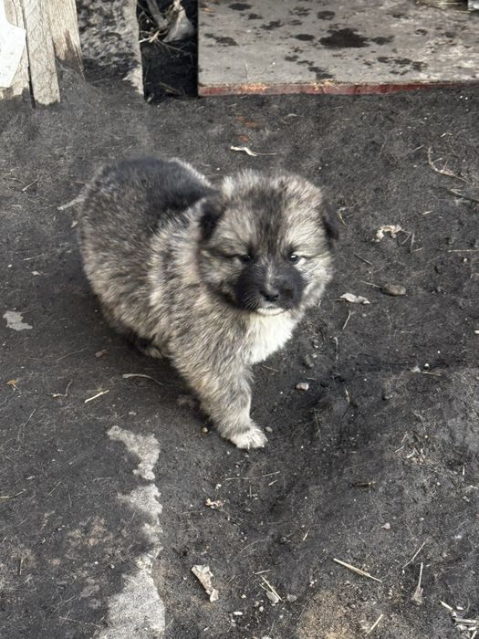 Отдам даром щенков