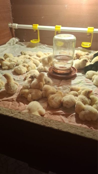 Продам цыплят!!!