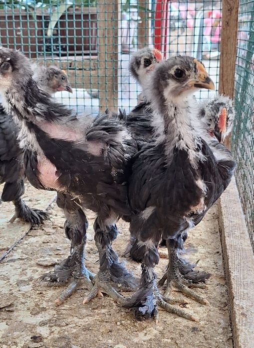 Кохинхин жужалар сотилади