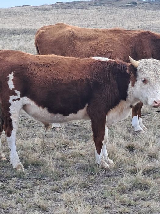 Бычки полтарашки