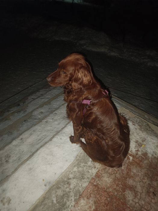 Потерялась собака в районе кыргауылды