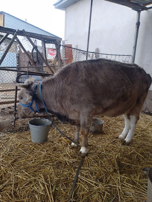 Қысыр сиыр сатылады