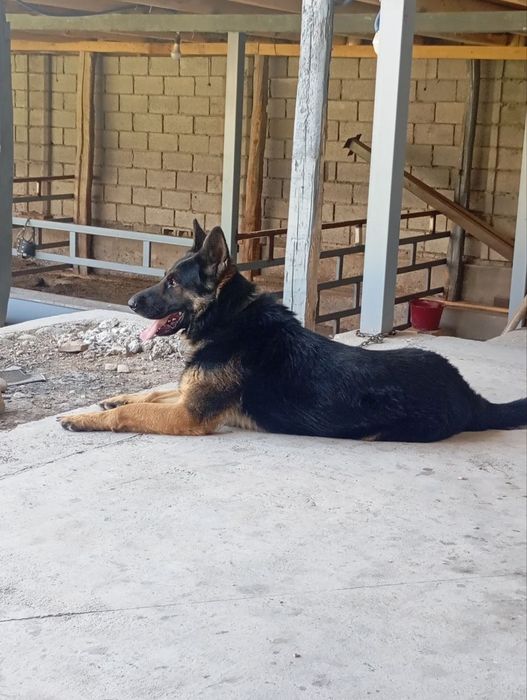 Toza nemis afcharkasi