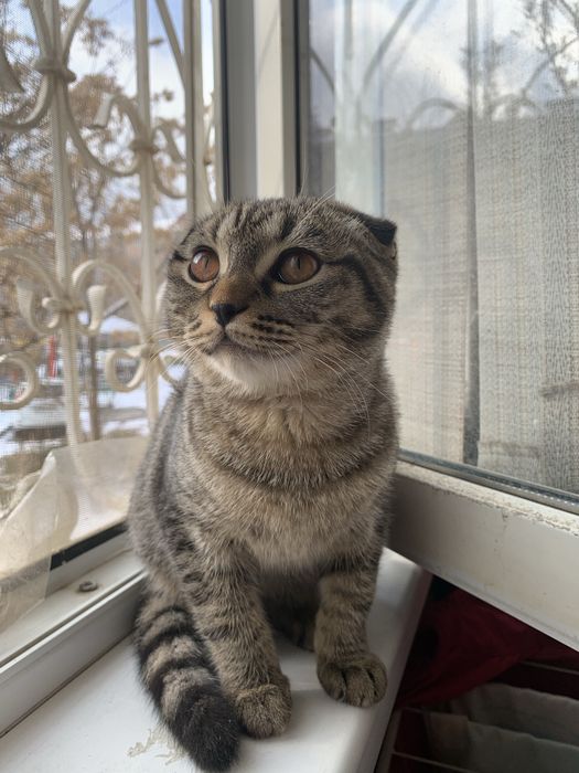 продам вислоухую кошку