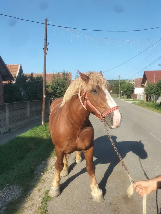 Armăsar de vânzare