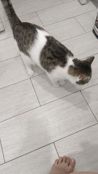 Отдам хорошие руки кошка стерилизованная