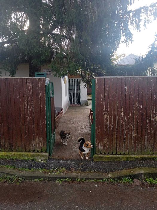 De vânzare – Casă locuibilă în Giurgiu, Str. Pastorului Nr. 37