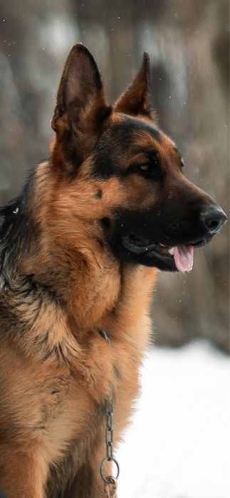 Щенки немецкой овчарки