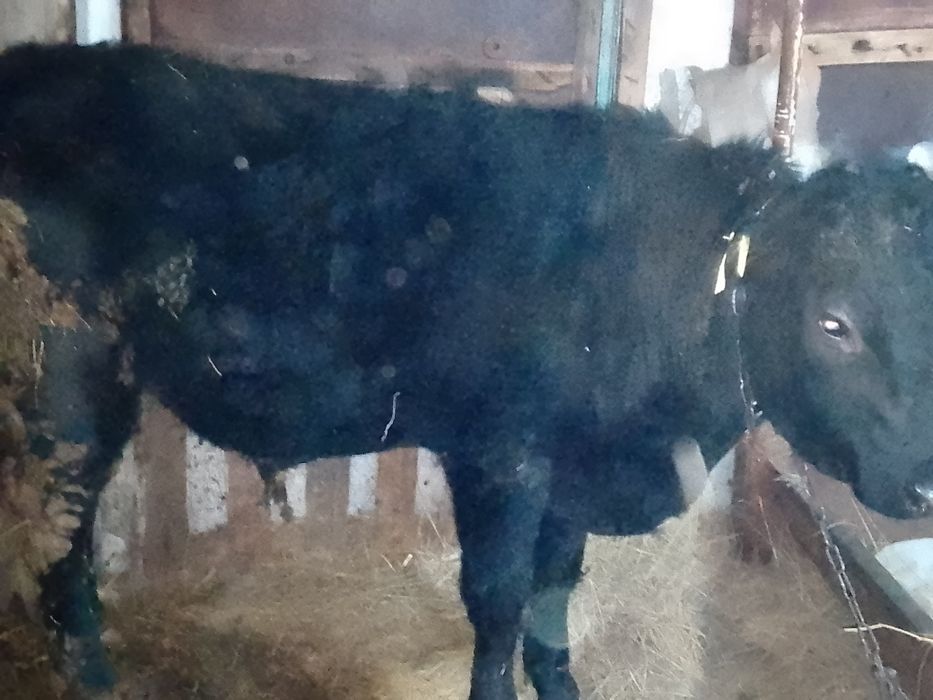 Продаётся бычок ангус