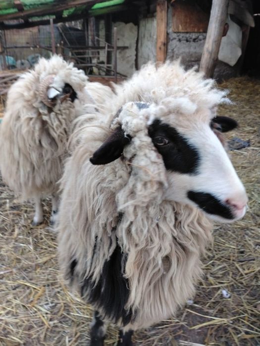 Vand 2 femele. Rasa ochis pret negociabil + balot de fan de vanzare