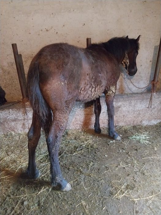 Mânz negru de vânzare