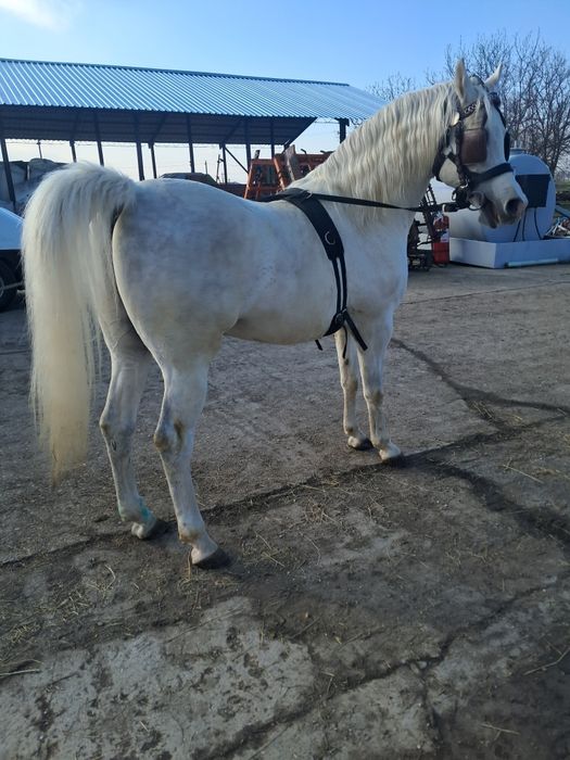 Cal Arab, vârsta de 11 ani