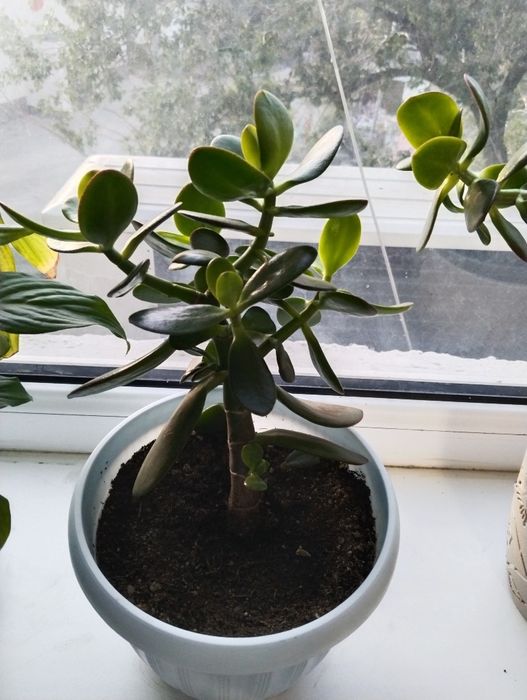 Продам денежное дерево ПО 1500тг Женской счастье 1000тг