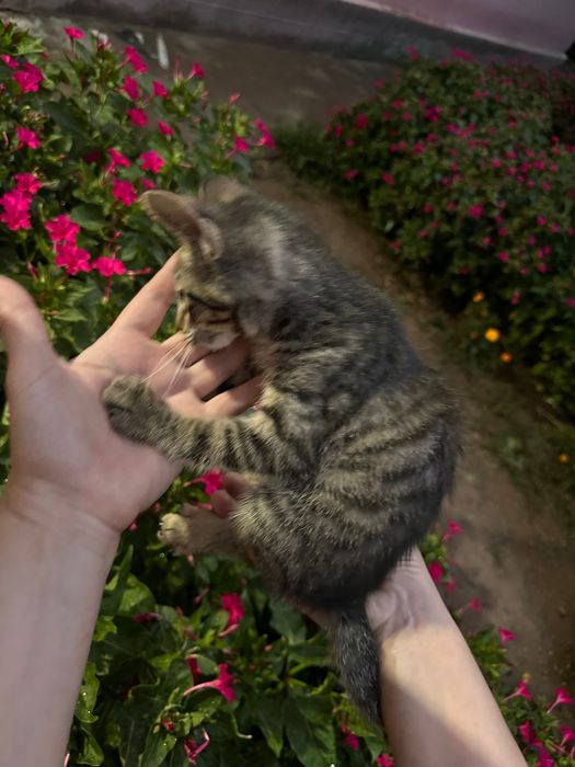 Отдам котят в заботливые руки