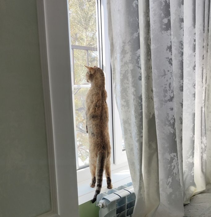 Ищем новый дом для нашей девочки